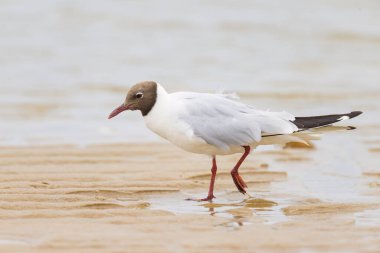 Siyah başlı bir martı (Chroicocephalus ridibundus) kumsalda yürüyor, yazın bulutlu bir gün, Fransa