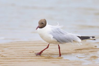 Siyah başlı bir martı (Chroicocephalus ridibundus) kumsalda yürüyor, yazın bulutlu bir gün, Fransa