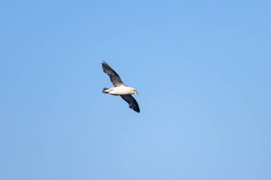 A Northern Fulmar in flight blue sky, sunny day in summer, northern France