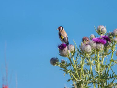 A European Goldfinch sitting on a thistle, blue sky, sunny day in summer, northern France