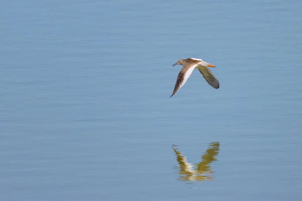 北フランスの夏の晴れた日に水の上を低飛行する一般的なRedshank Tringa Totanus — ストック写真