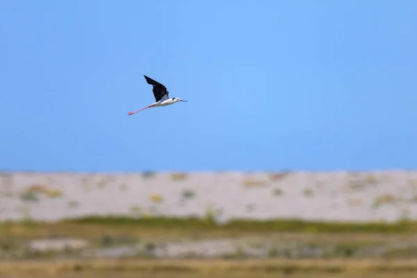 Zancadillo Alas Negras Himantopus Himantopus Volando Día Soleado Norte Francia — Foto de Stock