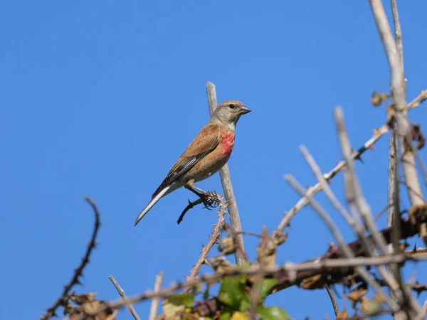 Male Common Linnet Sitting Small Twig Sunny Day Summer Northern — Stock Photo, Image