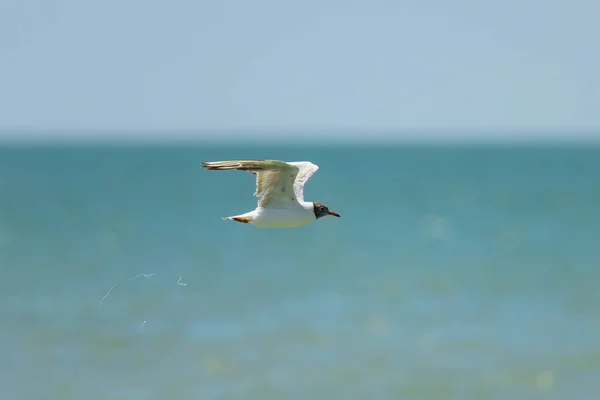 Black Headed Gull Chroicocephalus Ridibundus Flight Beach France Sunny Day — Stock Photo, Image