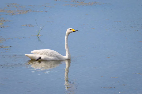 Whooper Swan Nadando Estanque Día Soleado Verano Norte Francia —  Fotos de Stock
