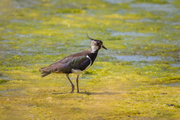 Northern Lapwing Vanellus Vanellus Standing Pond Sunny Day Summer Northern — Foto de Stock