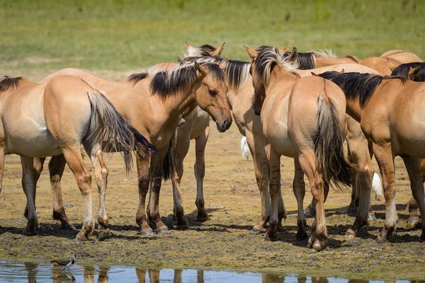 Grupo Cavalos Castanhos Perto Água Dia Ensolarado Verão Norte França — Fotografia de Stock
