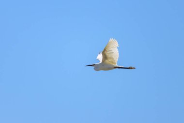 Küçük bir balıkçıl yazın güneşli bir gününde, mavi gökyüzü, kuzey Fransa