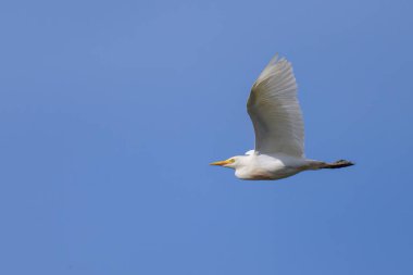 Kuzey Fransa 'da güneşli bir günde mavi gökyüzünde uçan Batılı bir Egret.