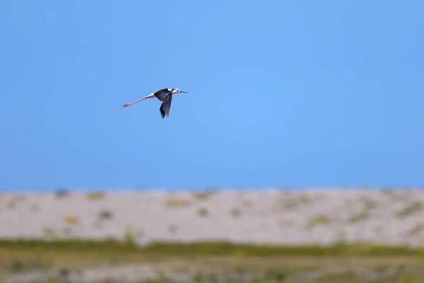 在法国北部一个阳光明媚的日子里 一只黑色翅膀的立柱 Himantopus Himantopus 在飞行 — 图库照片