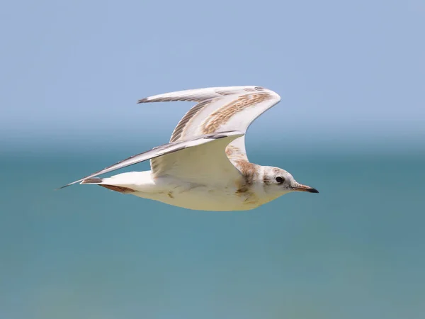 stock image A black-headed gull (Chroicocephalus ridibundus) in flight on the beach in France, sunny day