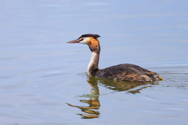 stock image Portrait of a great crested grebe swimming on a lake, sunny day in northern France