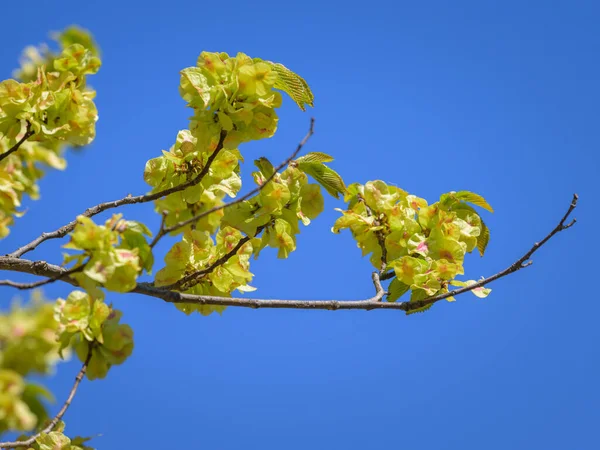 Mavi Gökyüzünün Önündeki Bir Ağaçtan Dallar Güneşli Bir Gün Detay — Stok fotoğraf
