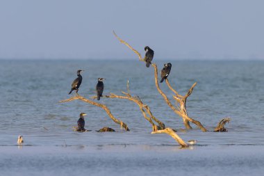 Sudaki ölü bir ağacın üzerinde dinlenen bir grup karabatak, Camargue 'de güneşli bir sabah (Provence, Fransa)