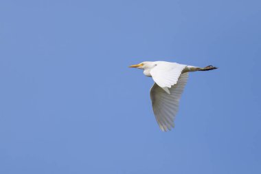 Kuzey Fransa 'da güneşli bir günde mavi gökyüzünde uçan Batılı bir Egret.