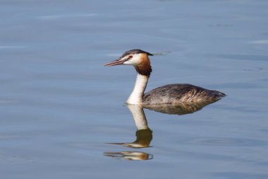 Kuzey Fransa 'da güneşli bir günde gölde yüzen büyük bir ibiğin portresi.