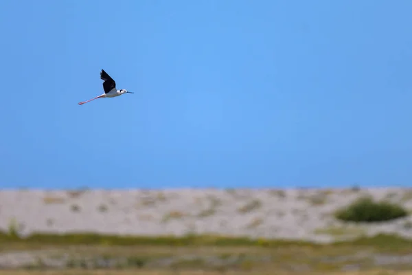 在法国北部一个阳光明媚的日子里 一只黑色翅膀的立柱 Himantopus Himantopus 在飞行 — 图库照片