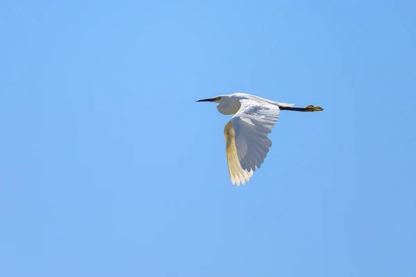 Little Egret Volando Día Soleado Verano Cielo Azul Norte Francia — Foto de Stock