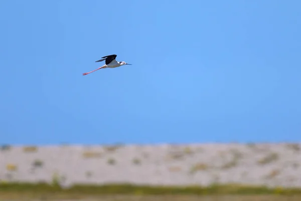 北フランスの晴れた日に飛んでいる黒い羽状のもの ヒマントプス — ストック写真