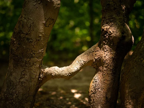 Due Alberi Cresciuti Insieme Una Foresta Idilliaca Luce Del Sole — Foto Stock