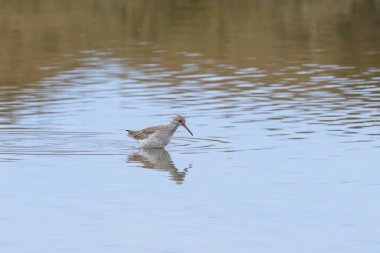 Suda yürüyen ve yiyecek arayan Benekli bir Kırmızılı, ilkbaharda güneşli bir gün Kamp (Provence, Fransa)