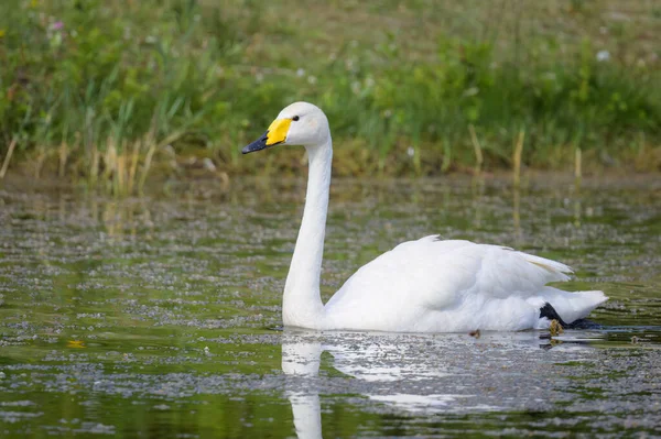 Whooper Swan Nuoto Uno Stagno Giornata Sole Estate Francia Settentrionale — Foto Stock