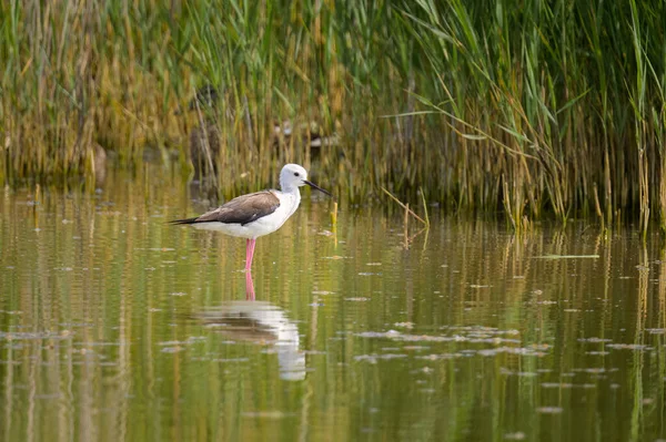 A black winged stilt walking in water on a sunny day, northern France