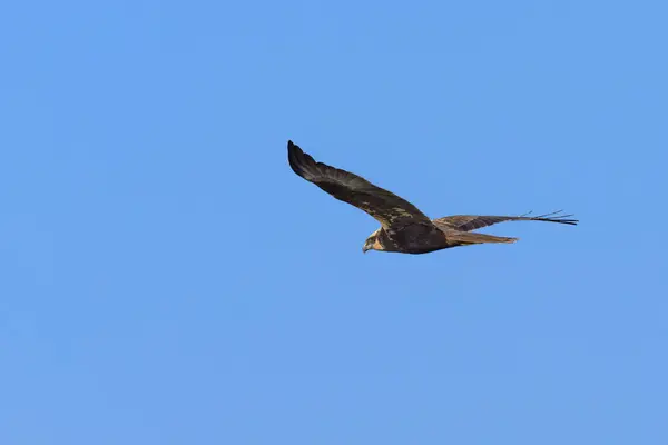 Western Marsh Harrier Flight Blue Sky Ηλιόλουστη Μέρα Την Άνοιξη — Φωτογραφία Αρχείου