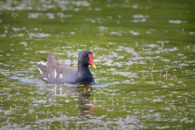 Yetişkin bir bozkır tavuğu (Gallinula chloropus), Fransa 'nın kuzeyinde, yazın güneşli bir günde gölette yüzer.