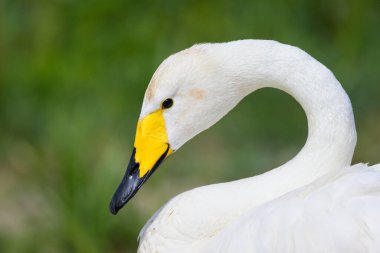 Bir Whooper Swan 'ın yakın plan portresi, yazın güneşli bir gün, Kuzey Fransa
