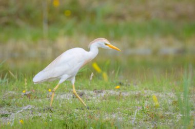 Kuzey Fransa 'da yaz mevsiminde çayır üzerinde yürüyen Batılı bir Egret.