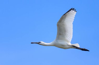 Yazın güneşli bir günde uçan bir kaşık faturası, mavi gökyüzü, kuzey Fransa