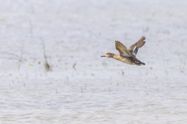 Avrasyalı dişi bir Teal, Camargue 'de güneşli bir bahar günü (Provence, Fransa)