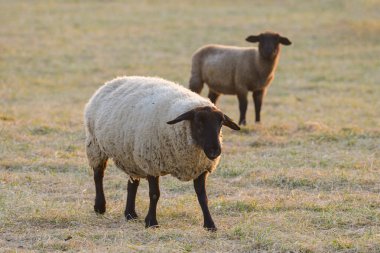 İlkbaharda Arles yakınlarında otlakta bir koyun sürüsü (Provence, Fransa)