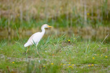 Kuzey Fransa 'da yaz mevsiminde çayır üzerinde yürüyen Batılı bir Egret.