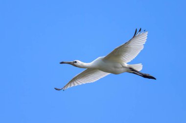 Yazın güneşli bir günde uçan bir kaşık faturası, mavi gökyüzü, kuzey Fransa
