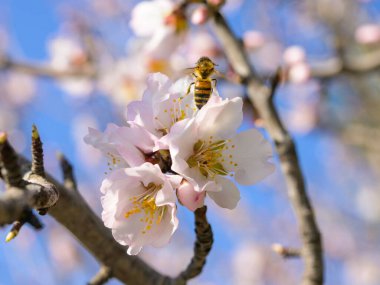 Badem çiçeklerinin kapanışı ilkbaharda güneşli bir günde, Provence (Fransa))