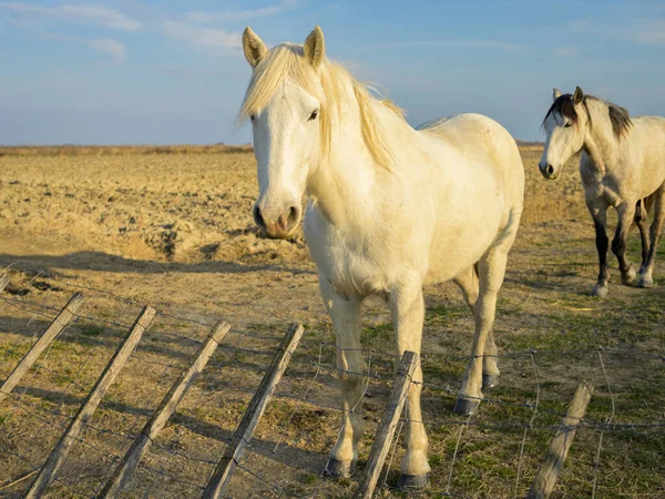 Cavalo Branco Pasto Noite Ensolarada Camargue Provence França — Fotografia de Stock