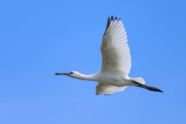 Yazın güneşli bir günde uçan bir kaşık faturası, mavi gökyüzü, kuzey Fransa