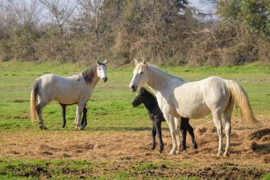 Otlakta duran beyaz atlar, iki siyah tay, Camargue (Provence, Fransa)