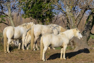 Camargue 'de bir çayırda duran beyaz atlar (Provence, Fransa)