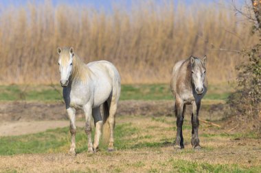 Camargue 'de bir çayırda duran beyaz atlar (Provence, Fransa)