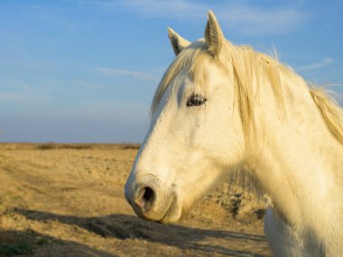 Camargue 'de güneşli bir akşamda otlakta duran beyaz bir at (Provence, Fransa)