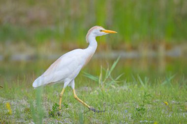 Kuzey Fransa 'da yaz mevsiminde çayır üzerinde yürüyen Batılı bir Egret.