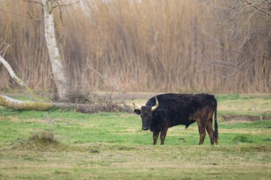 Çayırda duran siyah bir boğa, ilkbaharda sisli bir sabah, Camargue (Provence, Fransa)