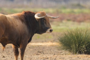Kahverengi boğa çayırda durur, ilkbaharda güneşli bir gün, Camargue (Provence, Fransa)