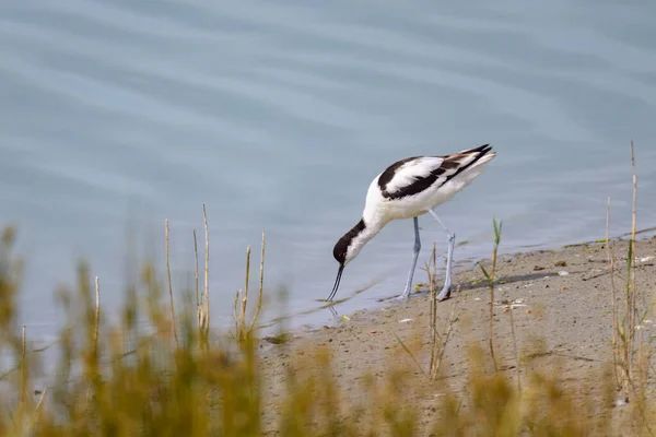 Pied Avocet Walking Water Sunny Day Summer Norther France — стоковое фото