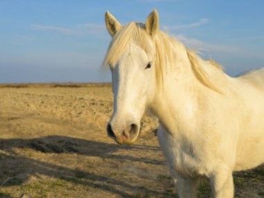 Camargue 'de güneşli bir akşamda otlakta duran beyaz bir at (Provence, Fransa)