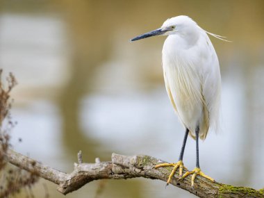 Küçük bir balıkçıl (Egretta garzetta) bir ağaçta dinleniyor, ilkbaharda güneşli bir gün, Camargue (Provence, Fransa))