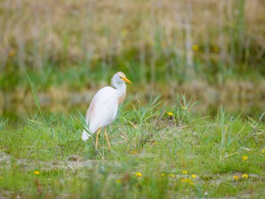 Kuzey Fransa 'da yaz mevsiminde çayır üzerinde yürüyen Batılı bir Egret.